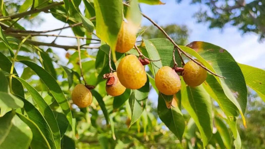 Türkiye’nin İlk Sabun Cevizi Endüstrisi Adana’da Kuruluyor! 1
